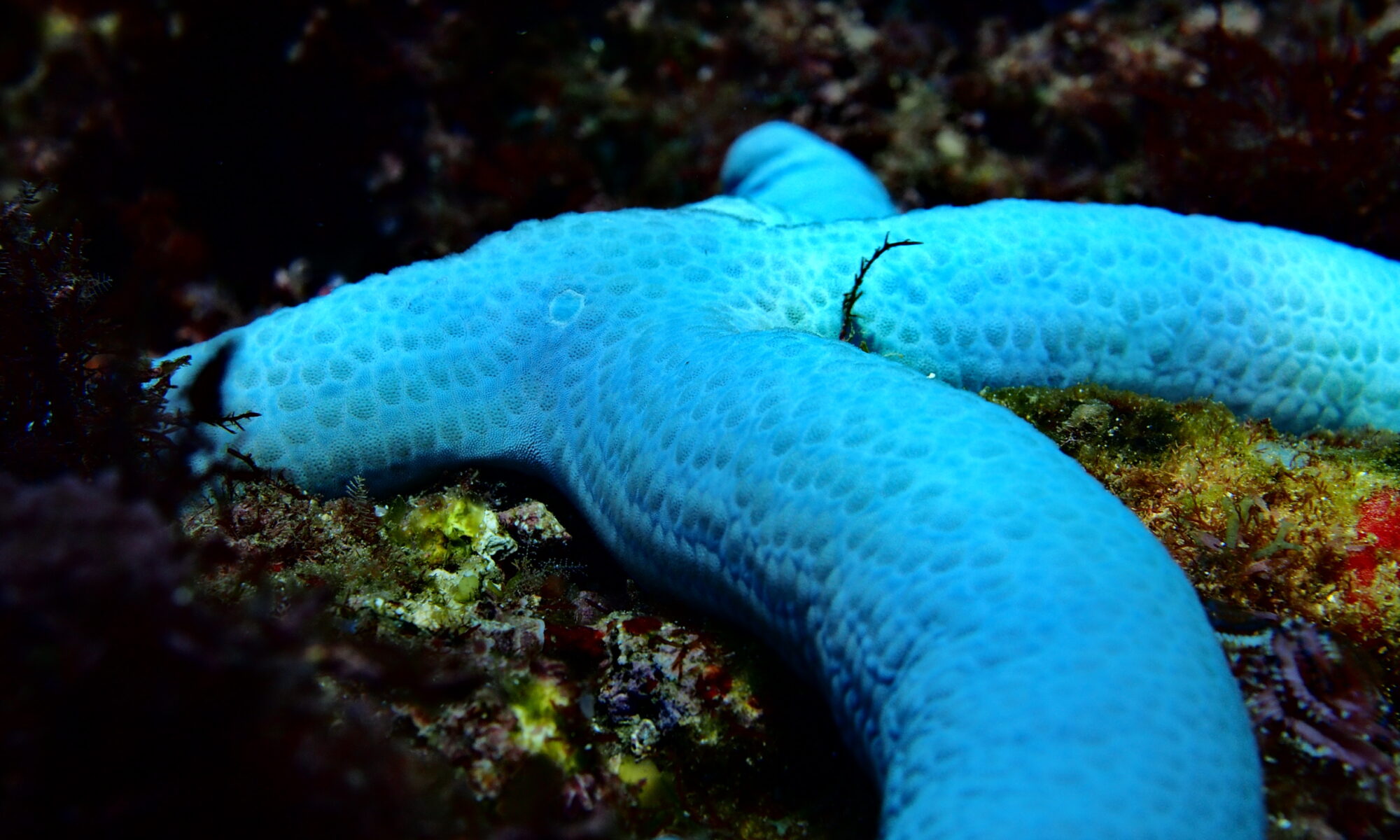 【石白川海水浴場】アオヒトデ