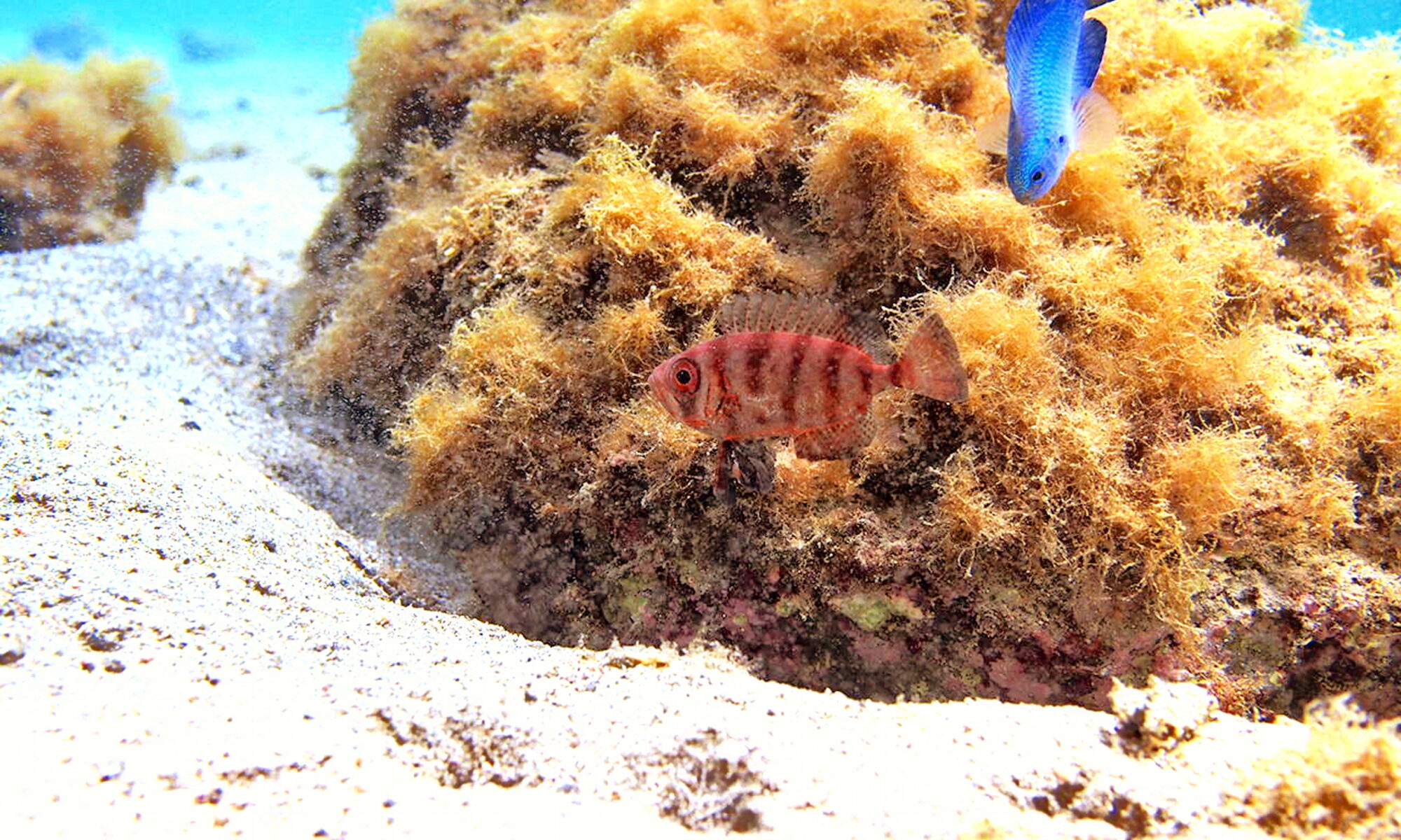 【田子瀬浜】ホウセキキントキ幼魚？ Tago-Sehama Beach Nishi-Izu Shizuoka Japan