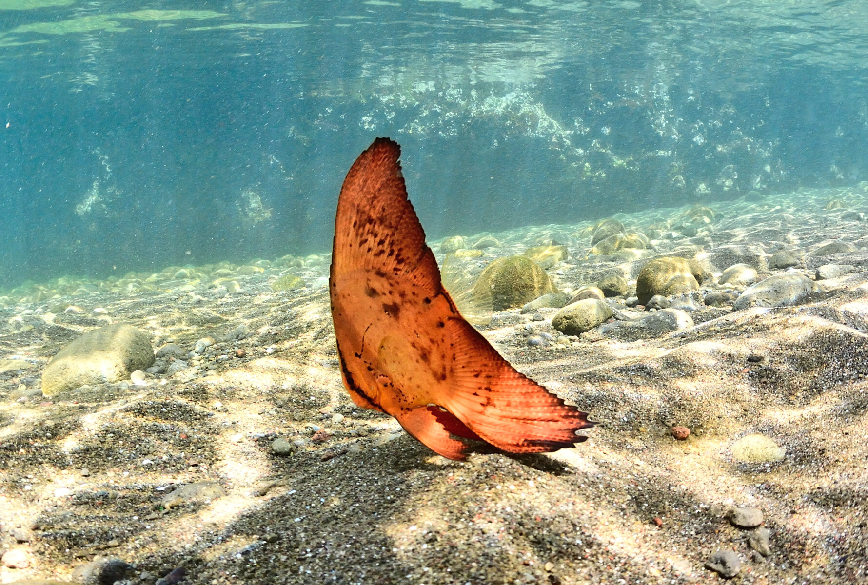 【ヒリゾ浜】ナンヨウツバメウオ