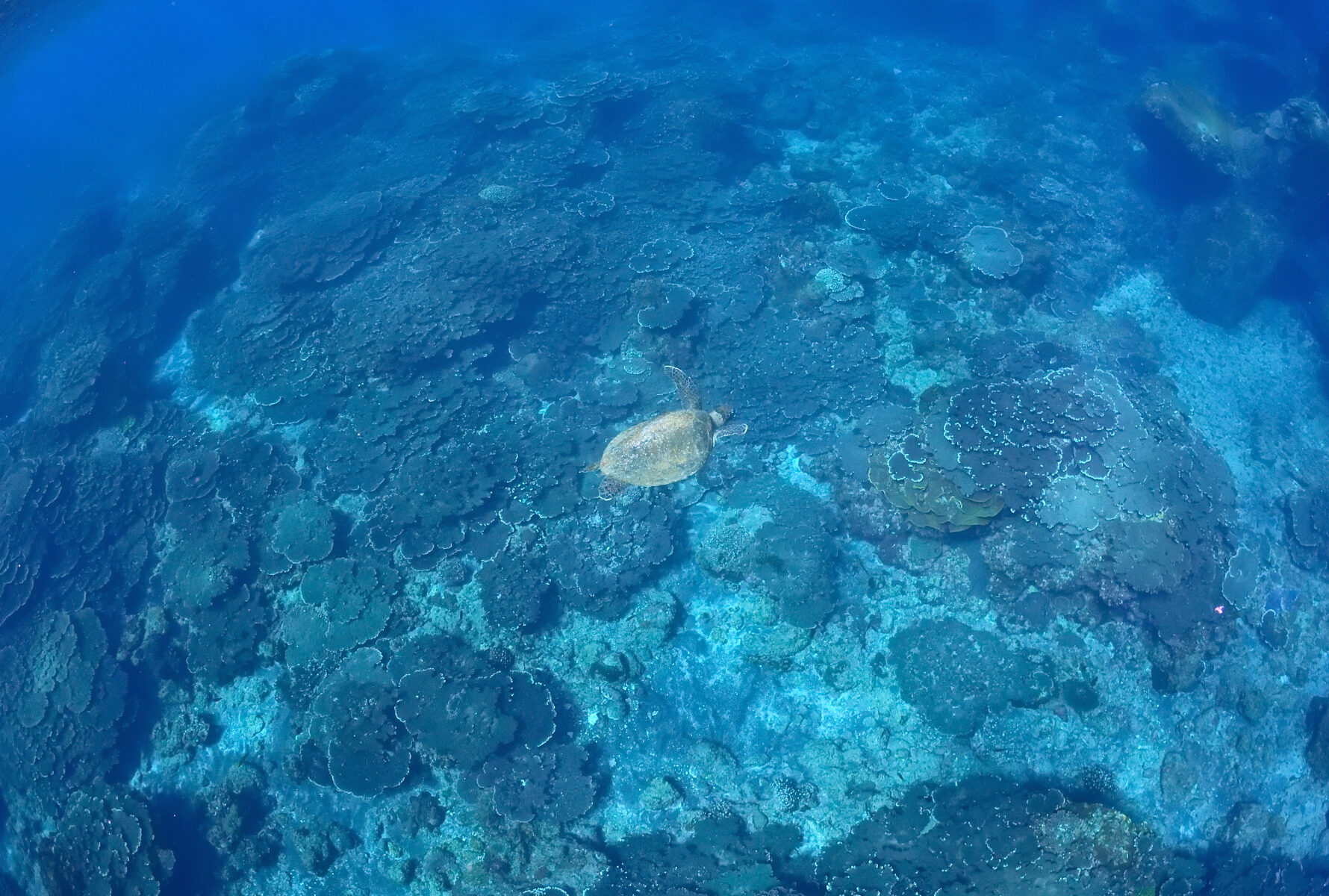 【底土海水浴場】アオウミガメ【八丈島】 素潜り/Skindiving/スキンダイビング Sea Turtle.Sokodo Beach Hachijo Island Tokyo Japan