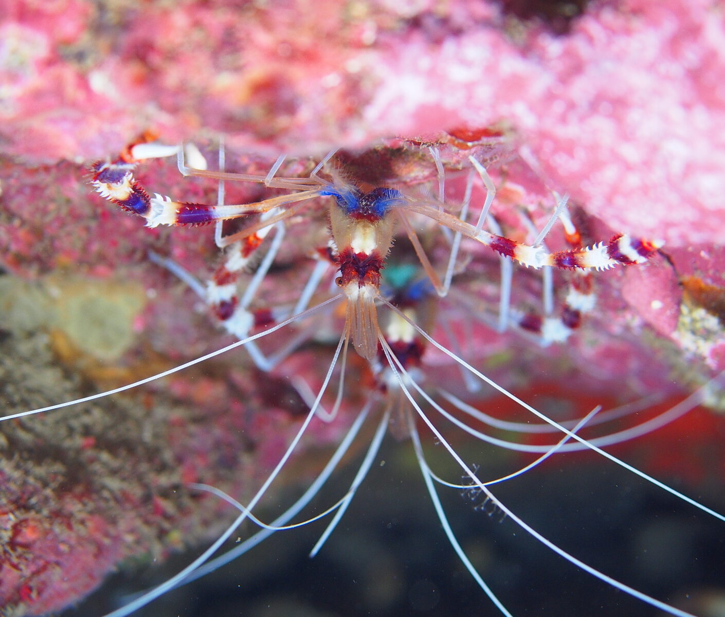 【ヒリゾ浜2019】海の生き物たち
